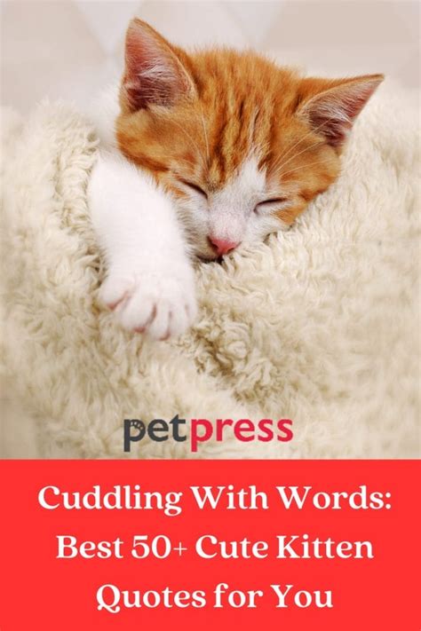 Kitten Quotes Goodreads