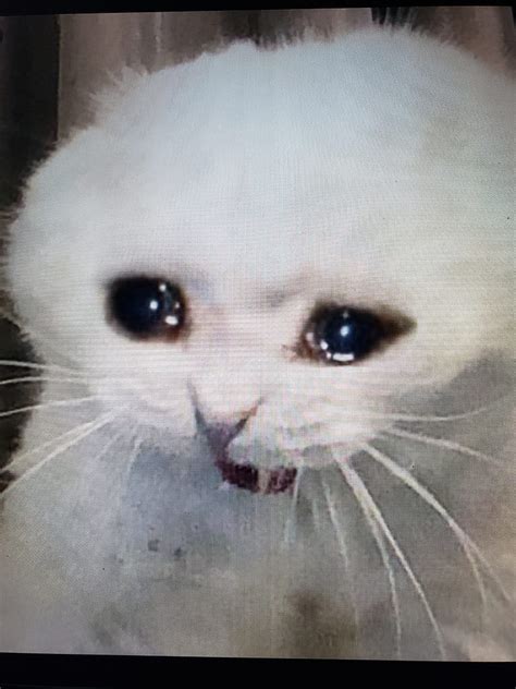 Kitten Sad Cat Meme