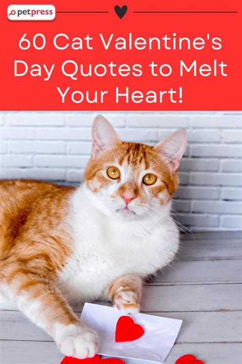 Kitten Valentine Quotes