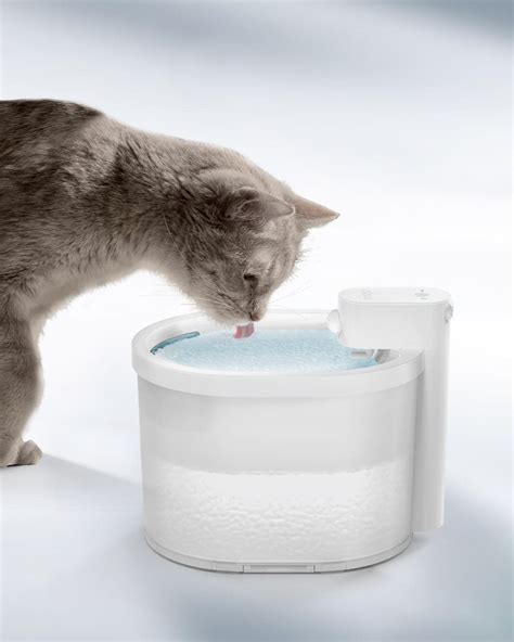 Kitten water availability