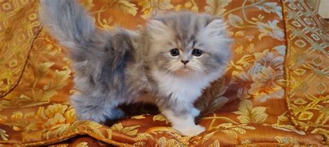 Kittens - Pottstown Classifieds - Claz.org