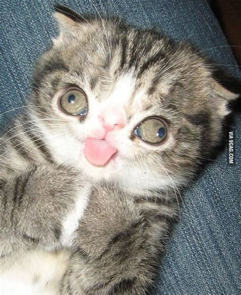 Kitty Cute Animals With Down Syndrome