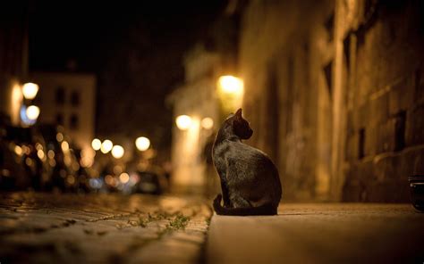 Kitty in the City Lights