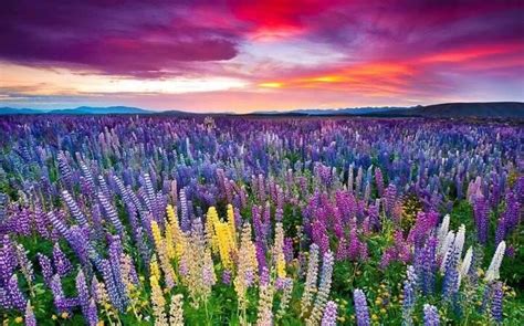 Kitulo National Park flowers