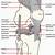 Knee Bones Anatomy