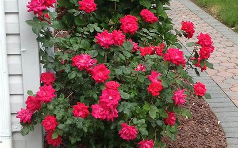 care for knockout roses