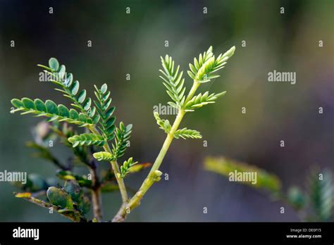 Koa Tree Leaves