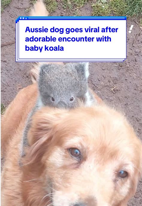 Koala Interaction Accessibility