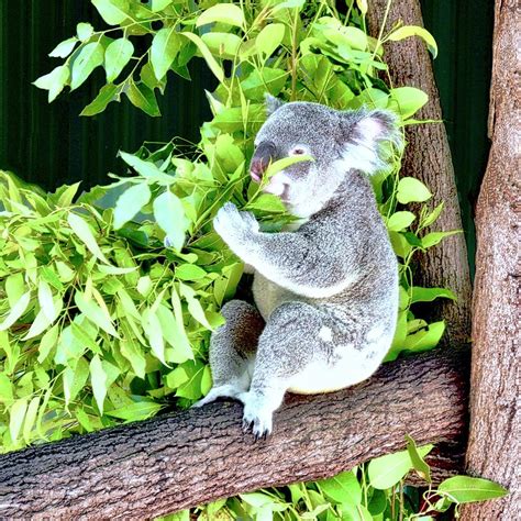 Koala in Eucalyptus Tree