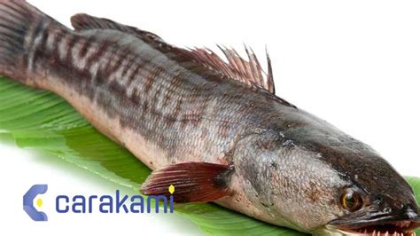 Kode Alam Ikan Gabus