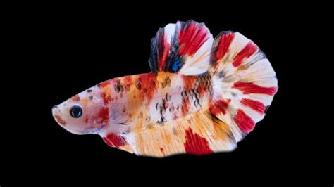 Koi Betta Fish Female