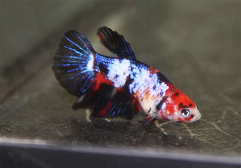 Koi Female Betta