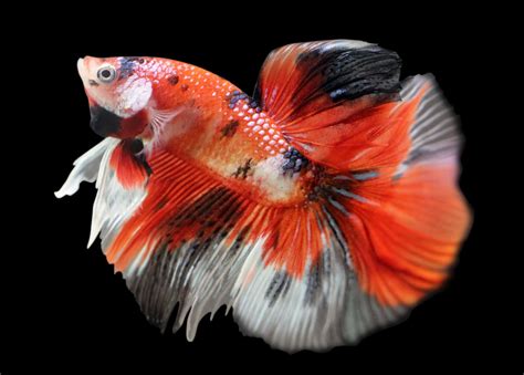 Koi Fish Betta