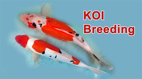 Koi Fish Breeding