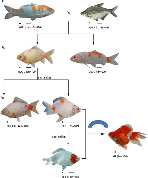 Koi Fish Genetics