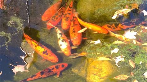 Koi fish in winter