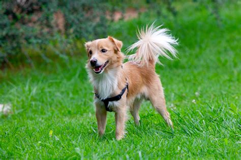 Kokoni Dog Ultimate Guide [Personality, Trainability, Health & More]