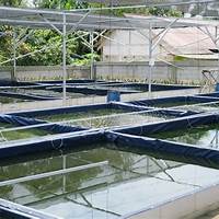 Kolam Pendederan Ikan Lele yang Sering Digunakan di Indonesia