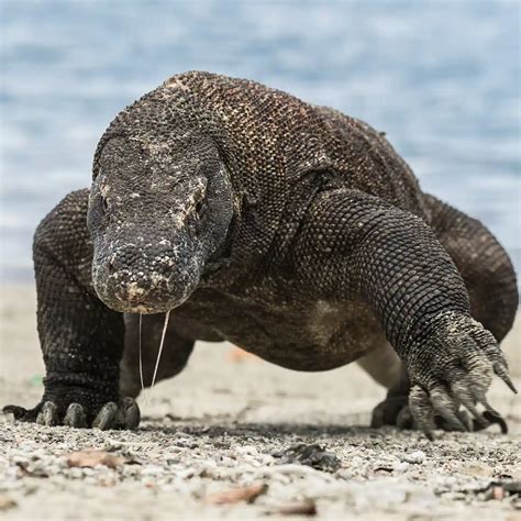 Komodo Dragon Image