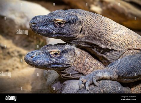 Komodo dragons close up
