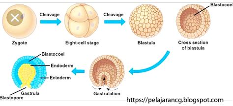 Komponen Blastula dan Fungsinya