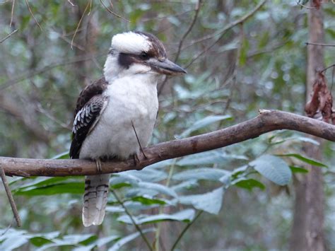 Kookaburra in a tree