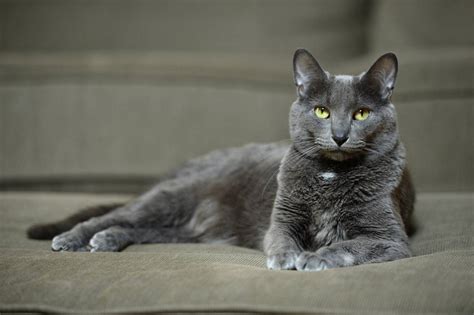 32. The Assertive Korat - gambar tajam tapi ringan menggunakan trik dari weserv.nl API lengkapi dengan source image domain