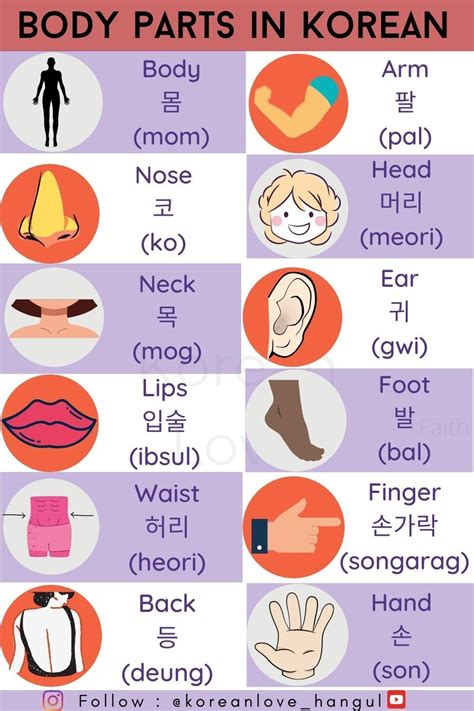 Korean Vocabulary Body