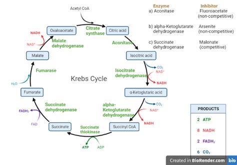 Krebs Cycle For Dummies