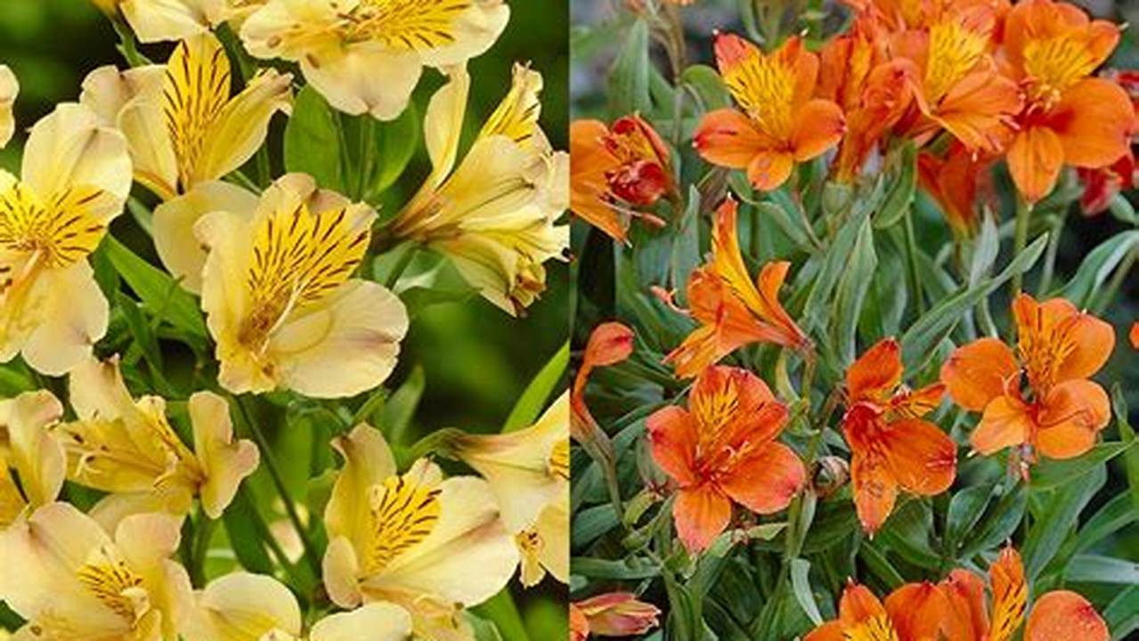Rahasia Lokasi Ideal Alstroemeria: Bunga Cantik Berlimpah Sepanjang Tahun