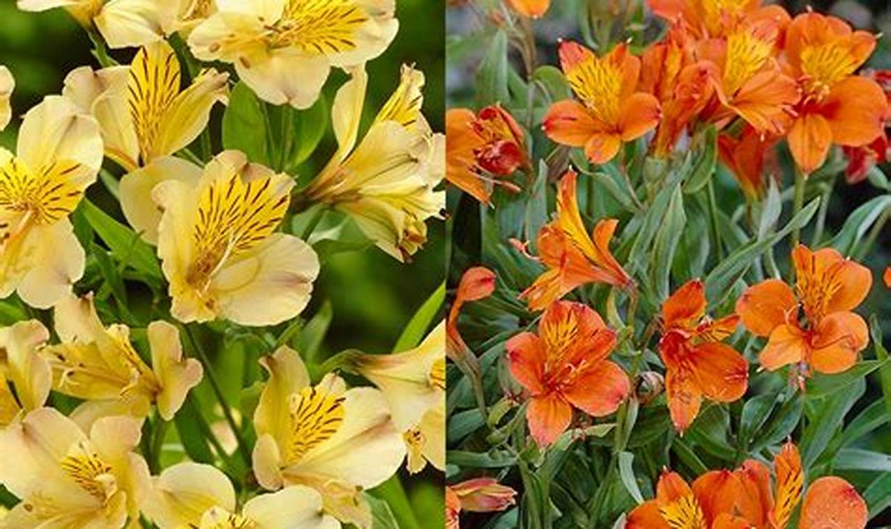 Rahasia Lokasi Ideal Alstroemeria: Bunga Cantik Berlimpah Sepanjang Tahun