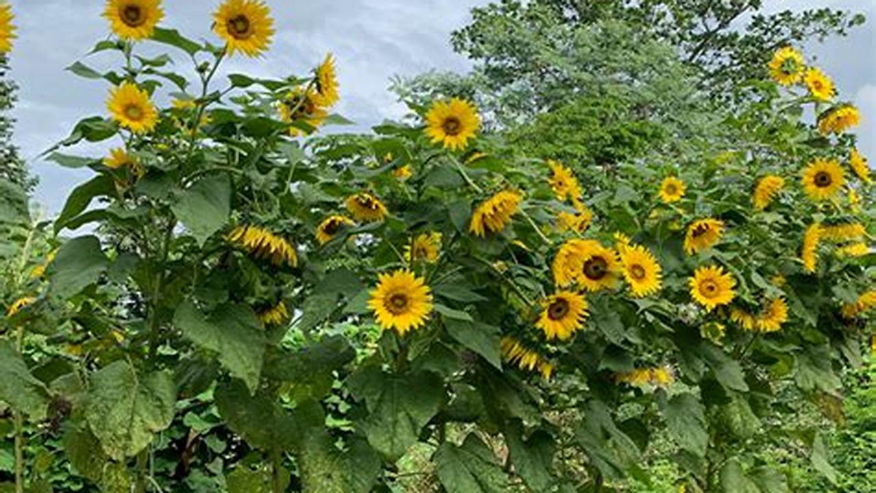 Rahasia Lokasi Tanam Bunga Matahari: Temuan Penting untuk Tanaman Hias yang Subur