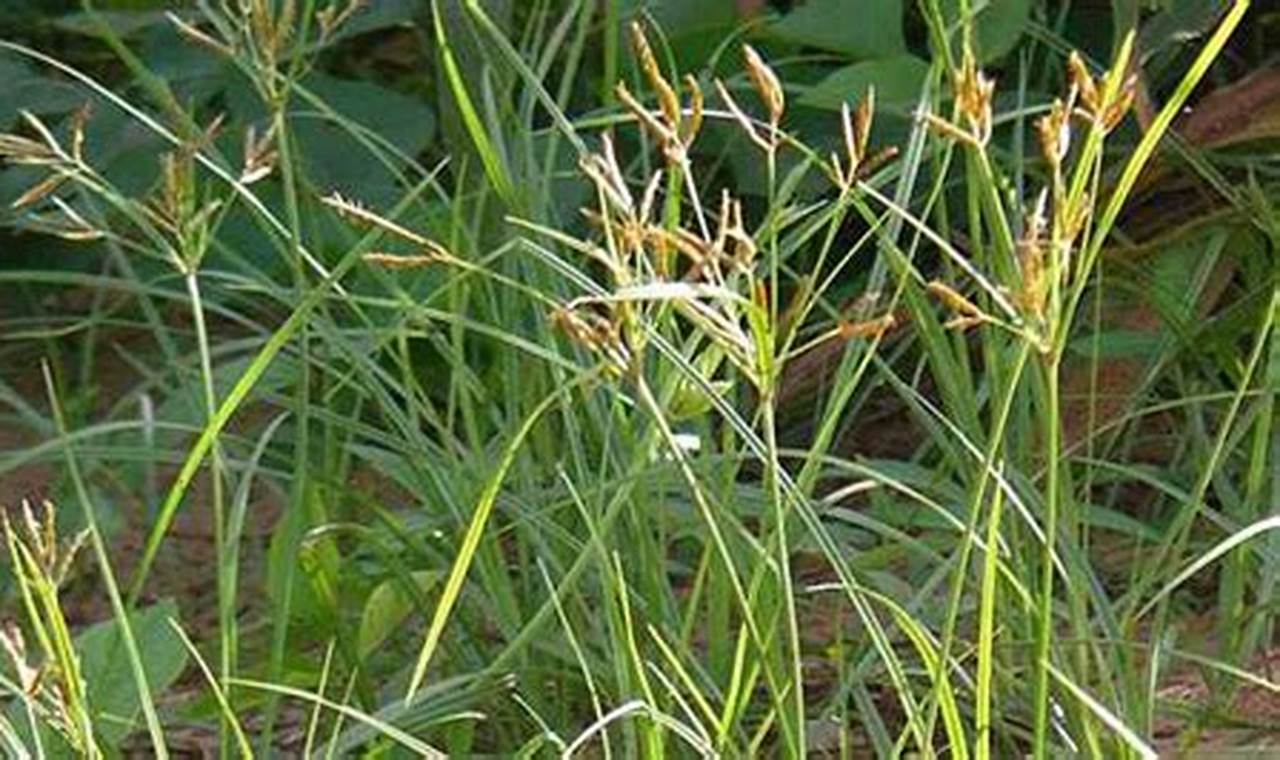 Rahasia Lokasi Ideal Rumput Jarum: Temukan Wawasan untuk Hasil Panen Maksimal