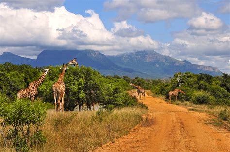 Kruger Enjoy