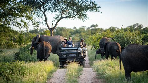 Safari Guide in Kruger National Park