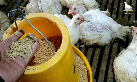 Kualitas nutrisi pakan ayam in Indonesia