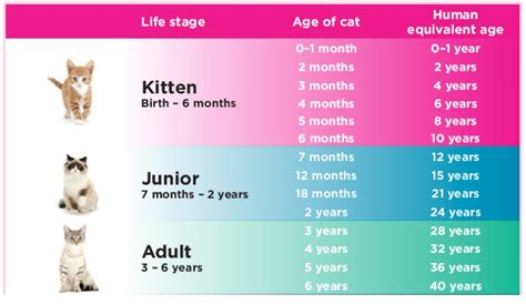 Kucing usia muda dan usia dewasa