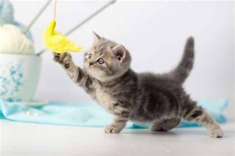 Kucing Bermain