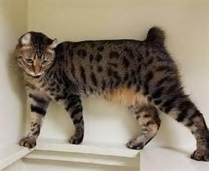 Kucing