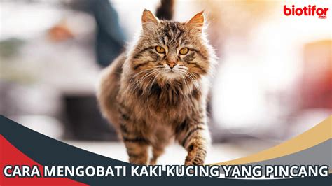 Kucing Pincang