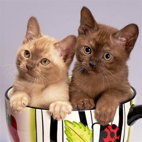 Gambar kucing cokelat