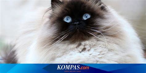 Kucing