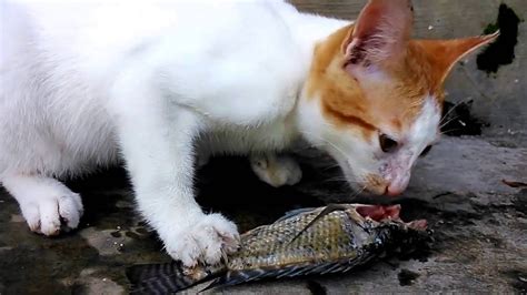 Kucing makan ikan