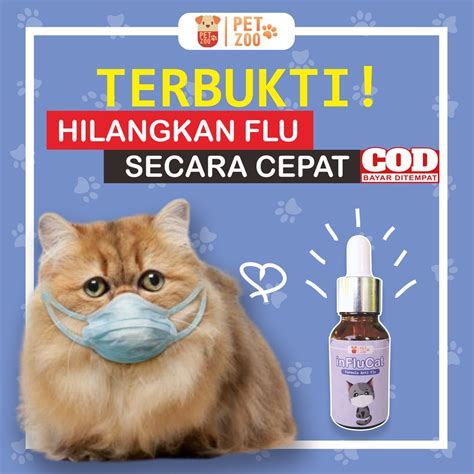 Kucing pilek dan flu