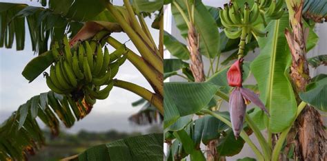 Kuntilanak Pohon Pisang