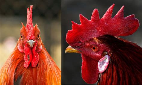 Kutil atau Jengger Ayam