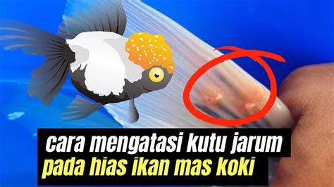 Kutu Ikan Koki