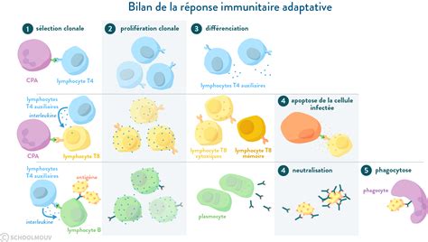 L'Immunité Adaptative