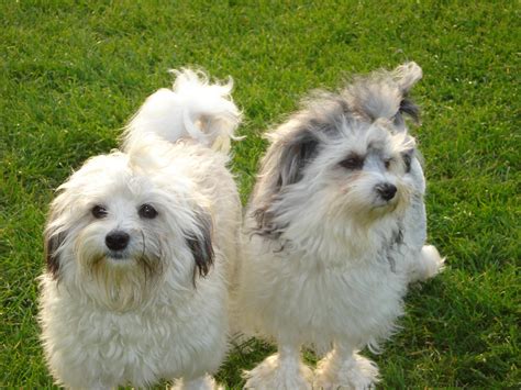 Lowchen Puppies, Rescue, Pictures, Information, Temperament