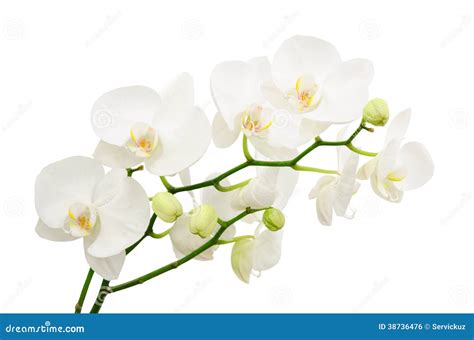 L Orchidee Blanche